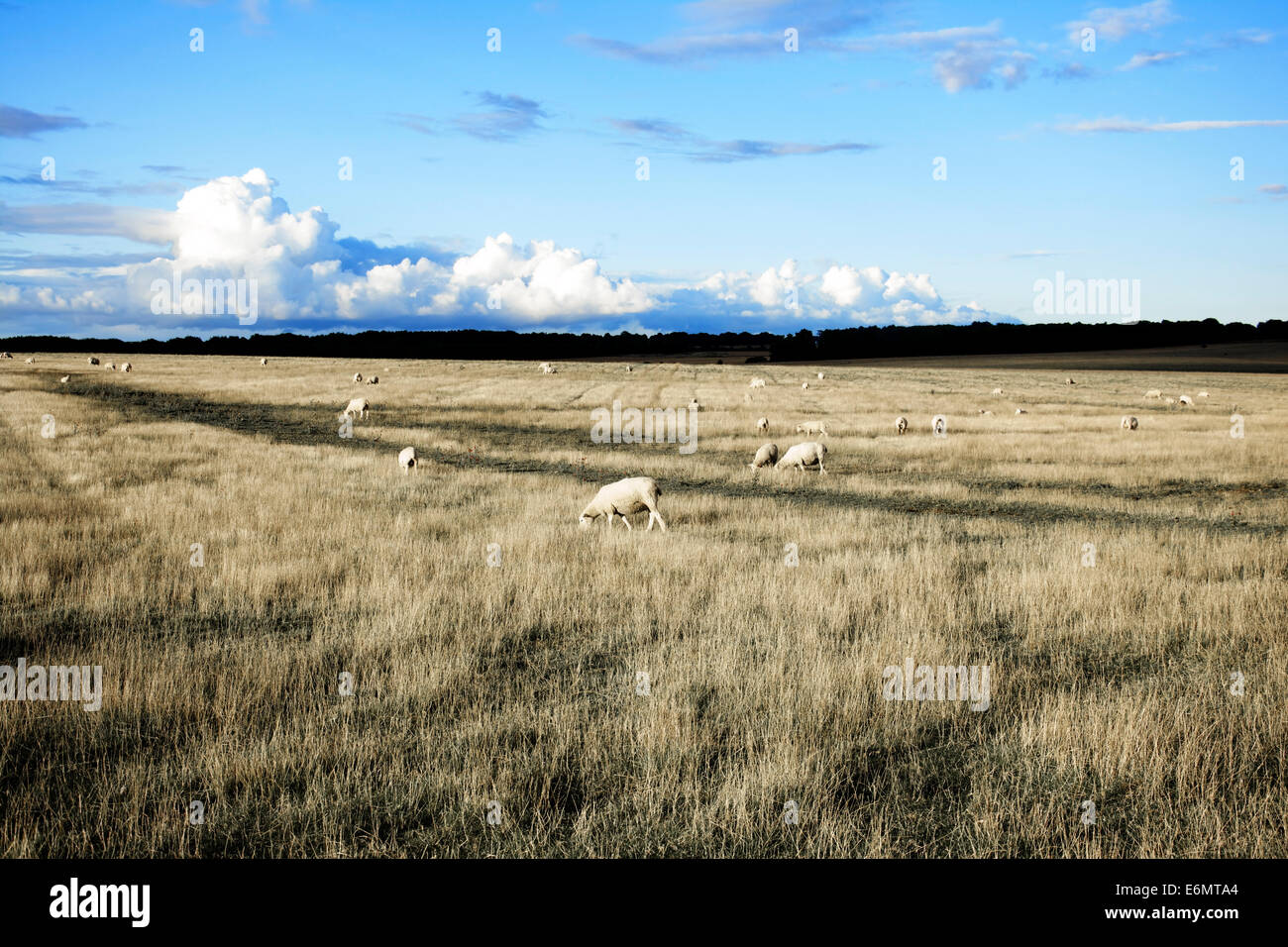 Impressive English landscape with sheep and a dramatic sky in the evening Stock Photo