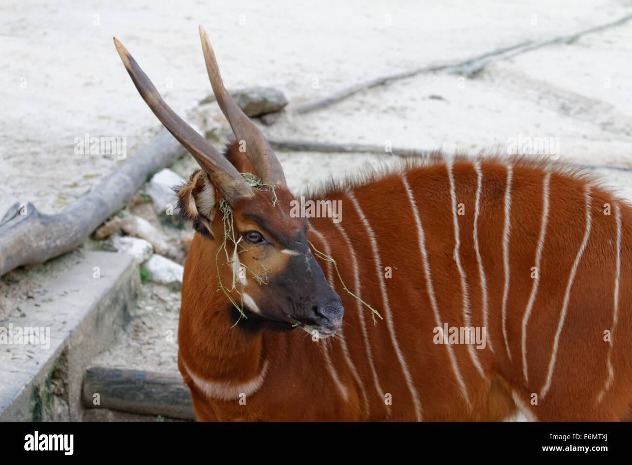 Bongo / Tragelaphus eurycerus, Taurotragus euryceros, Tragelaphus euryceros, Zoo lisbon Stock Photo