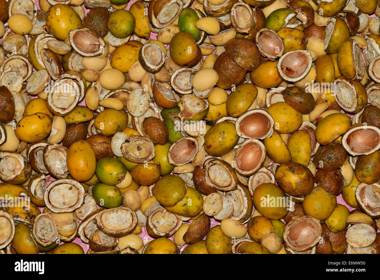Nut of Cycas circinalis Linn, under drying process. Dried nuts can be used to make flour. Stock Photo