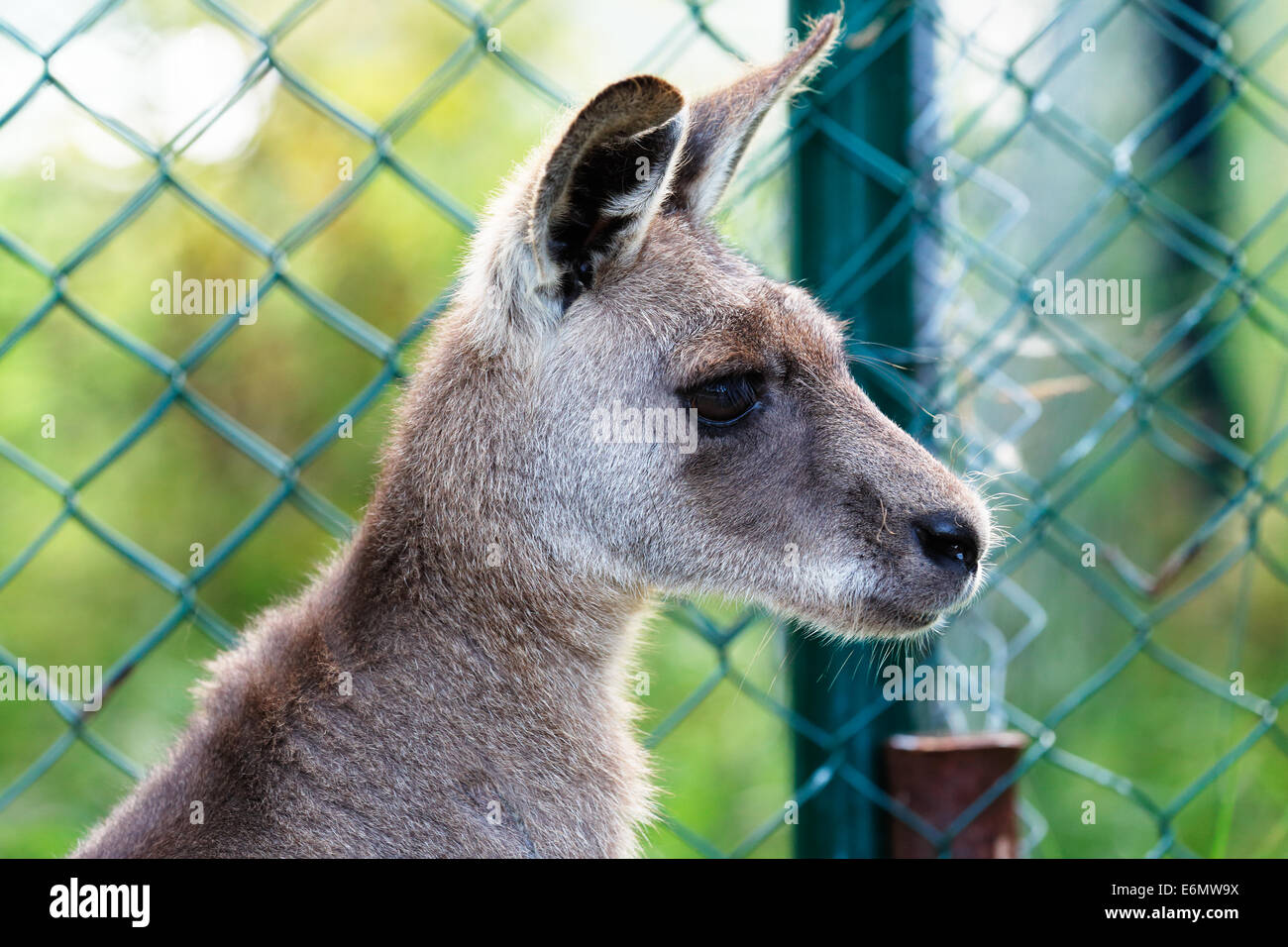 Eastern Grey Kangaroo inside an enclosure Stock Photo - Alamy