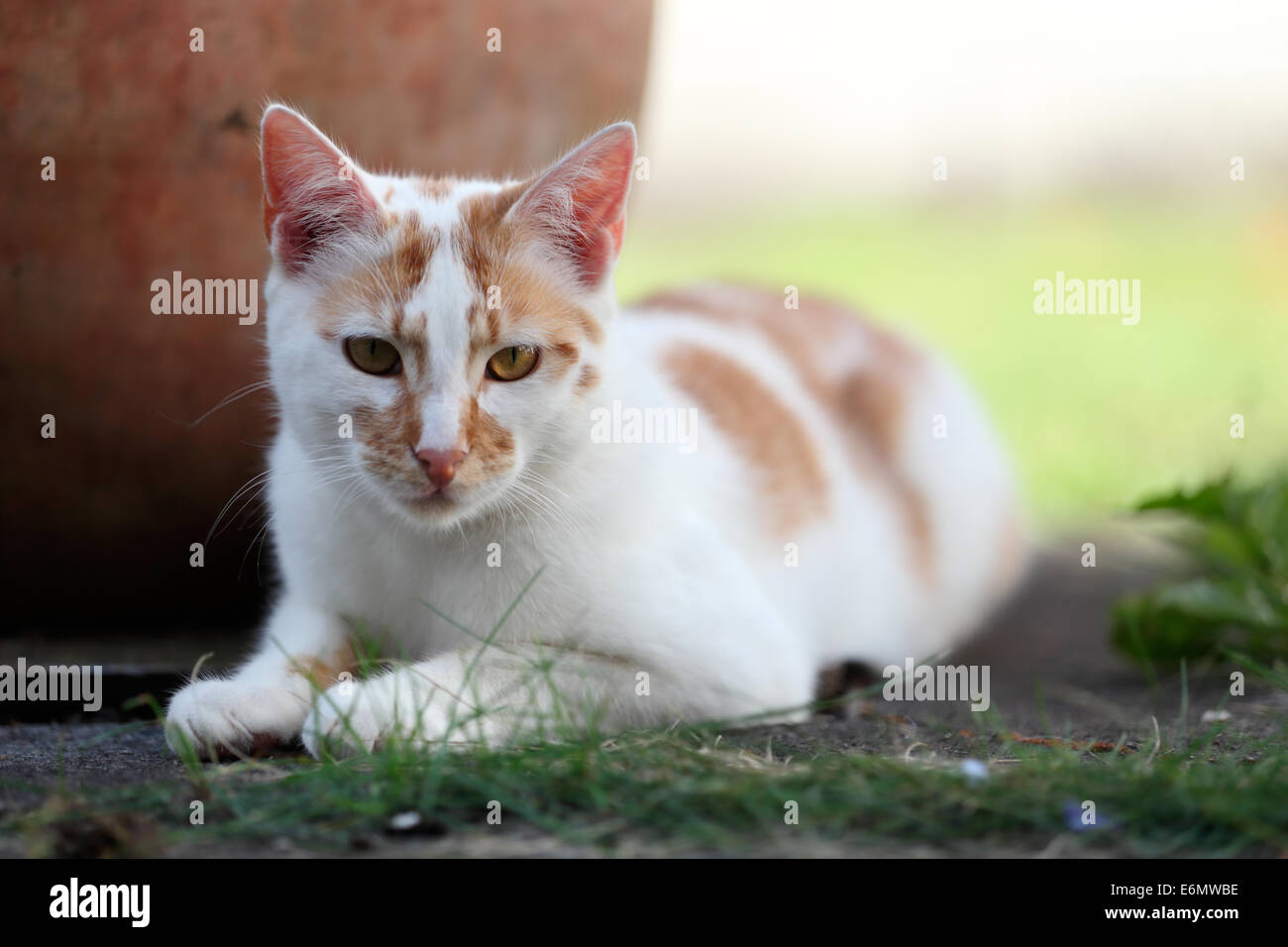 Young white and red cat laying down in the garden next to a pot Stock Photo