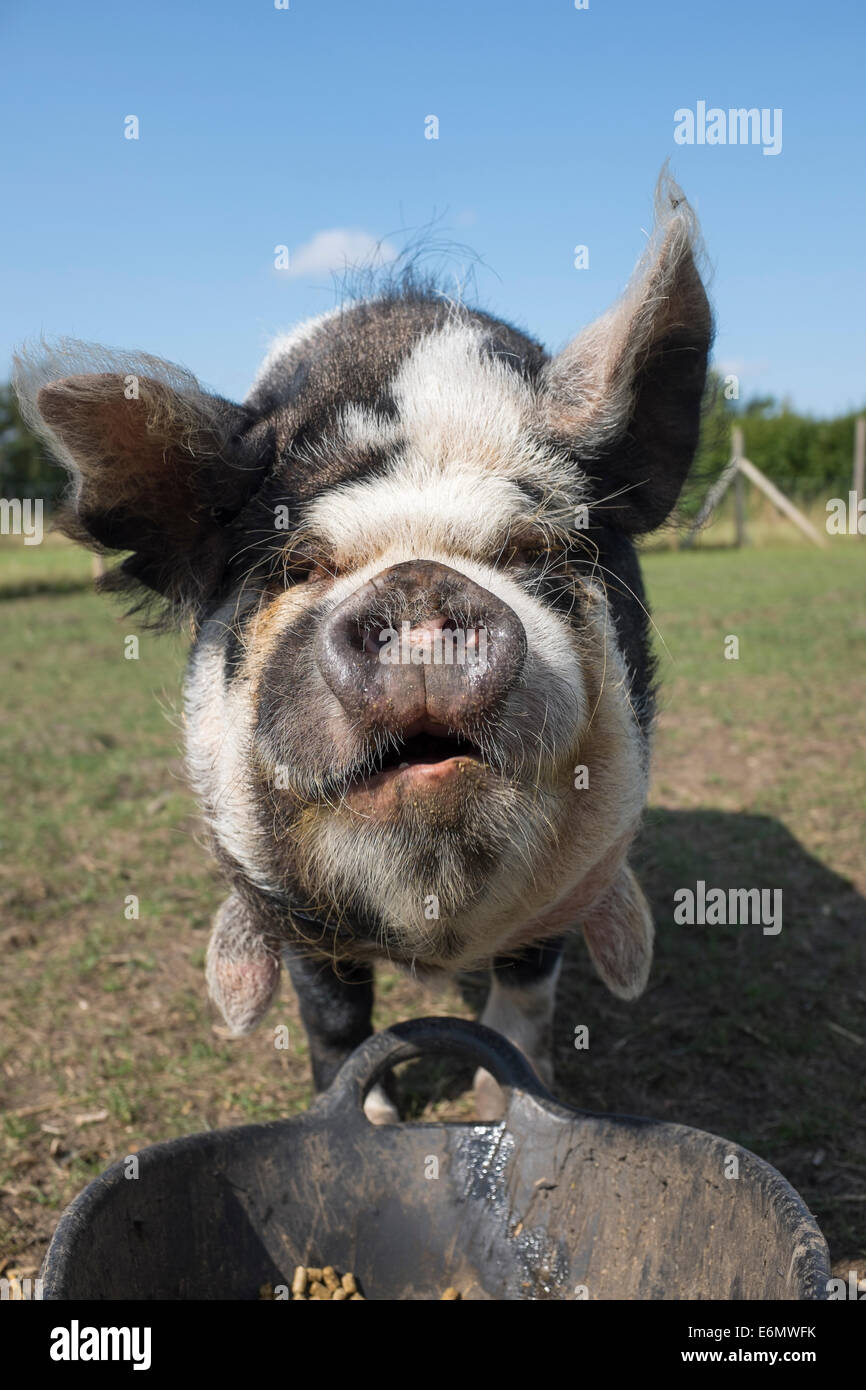 Closeup of Black and White Rare Breed Pig with Feeding Bowl Stock Photo