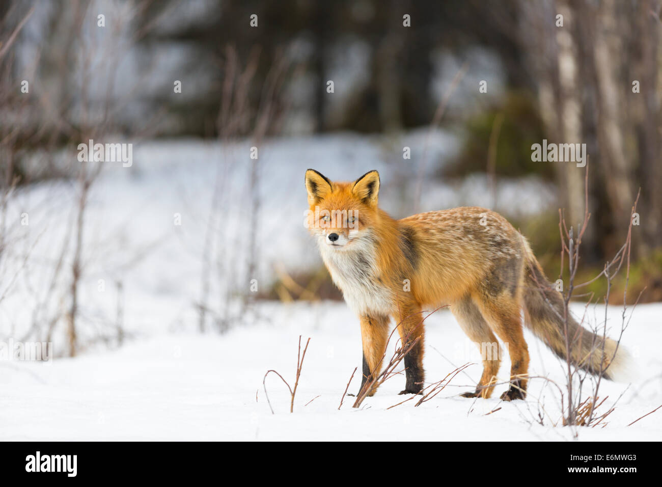 Red fox in winter time in Jokkmokk, Swedish lapland, Sweden Stock Photo