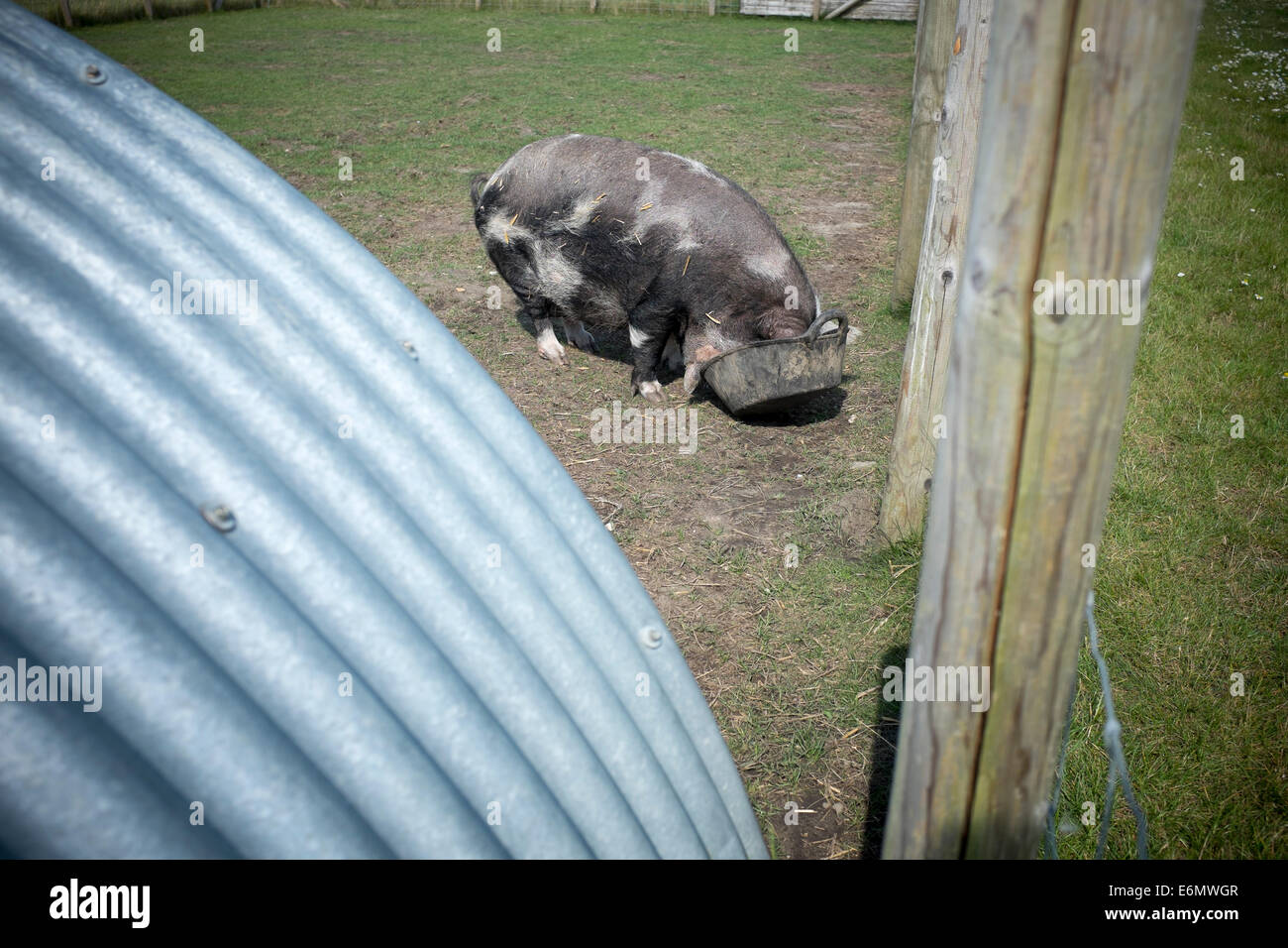 Black and White Rare Breed Pig with Feeding Bowl Stock Photo Alamy