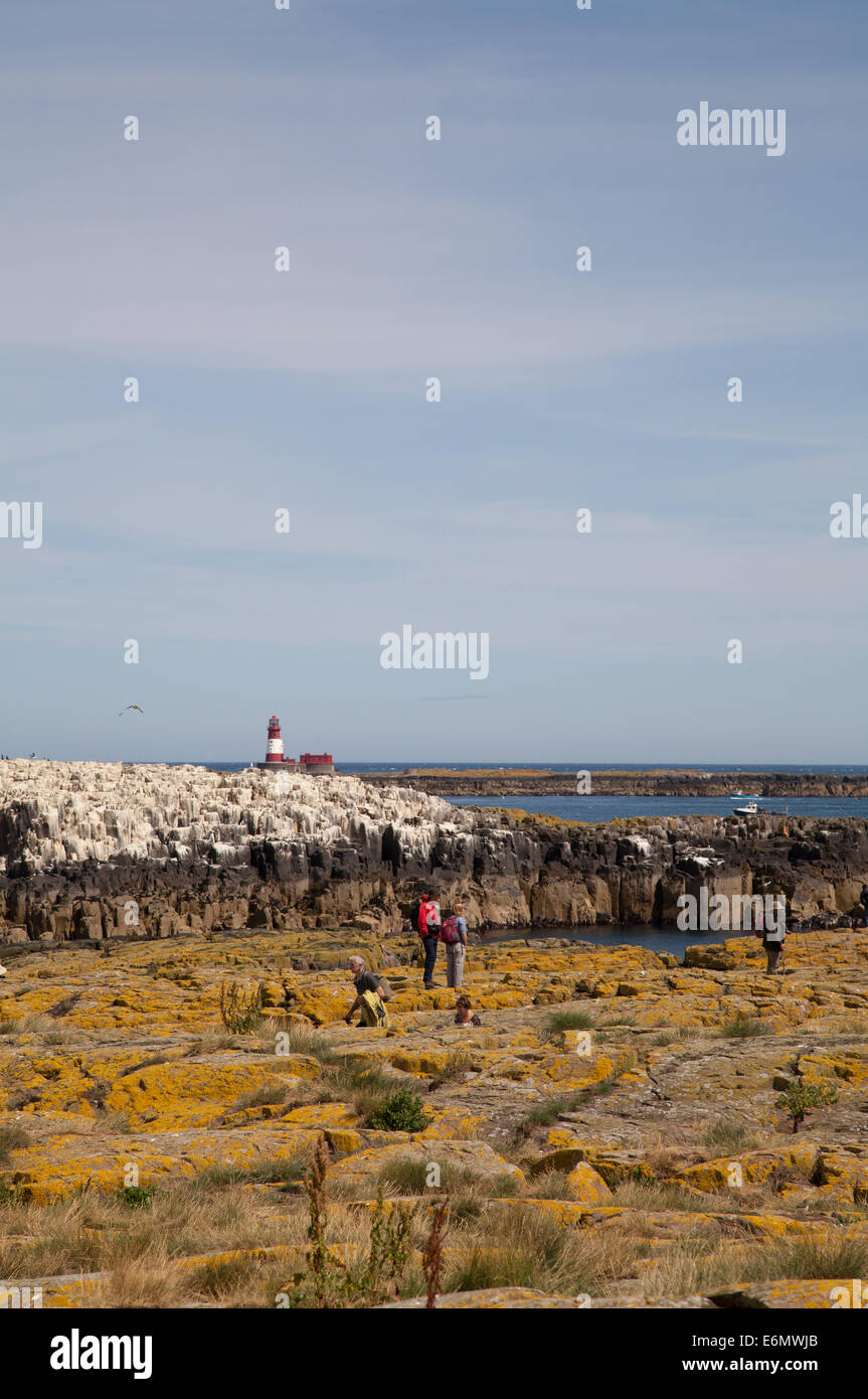 Farne Islands, Northumberland with Longstone Lighthouse in the distance, Northumberland, UK Stock Photo