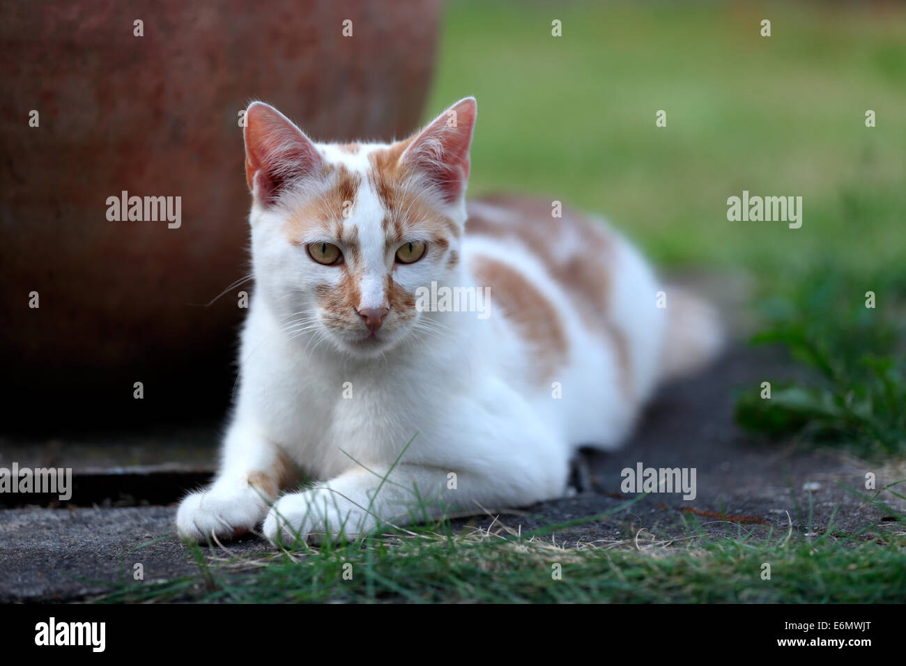 Young white and red cat laying down in the garden next to a pot Stock Photo