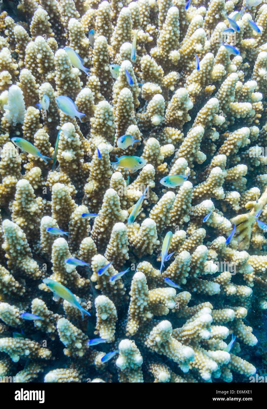 Green Chromis in an acropora hard coral Stock Photo