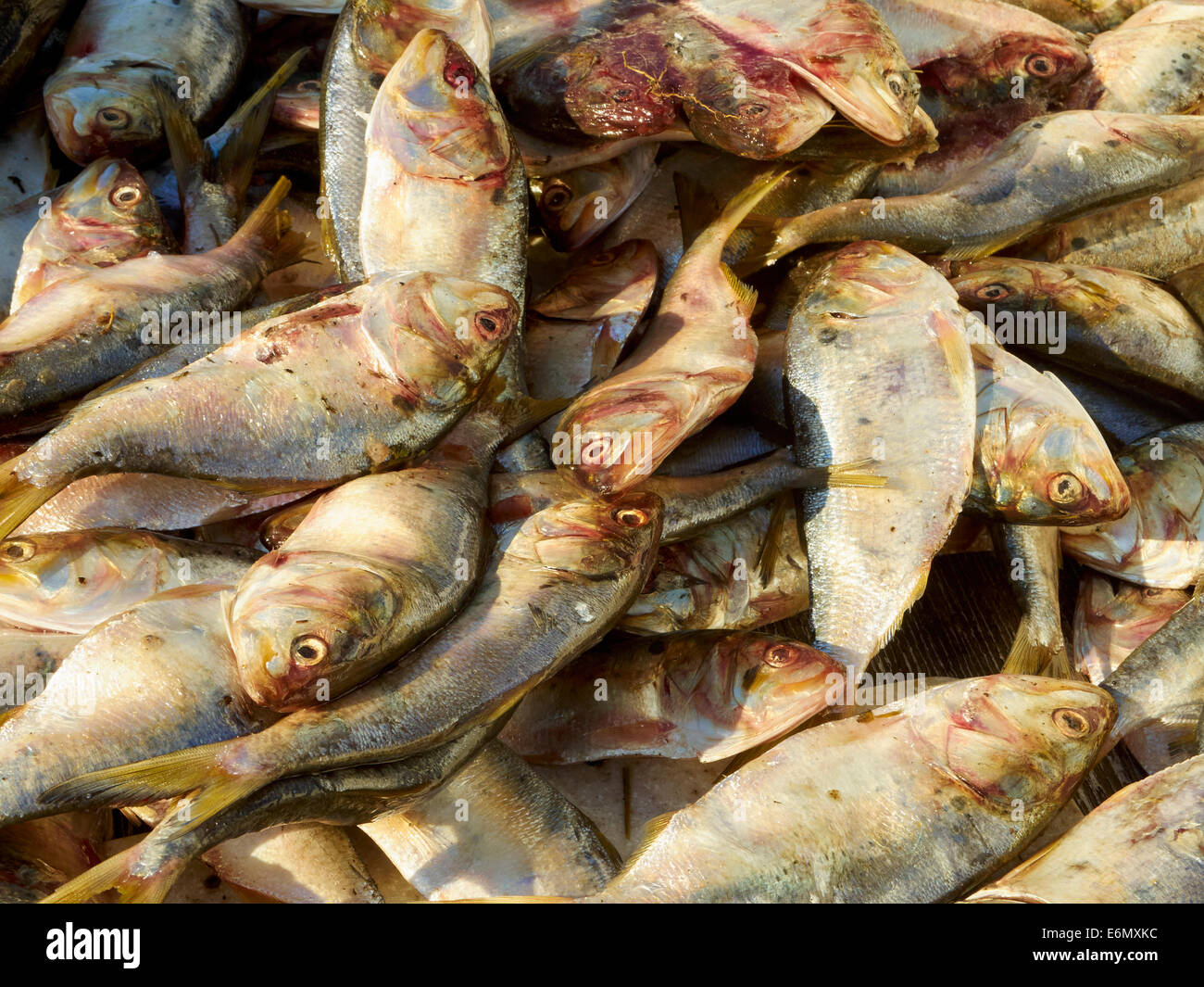 Menhaden or bunkers being cut up for bait Stock Photo