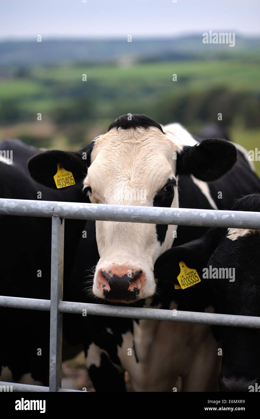 cow, friesian, pembrokeshire Stock Photo - Alamy