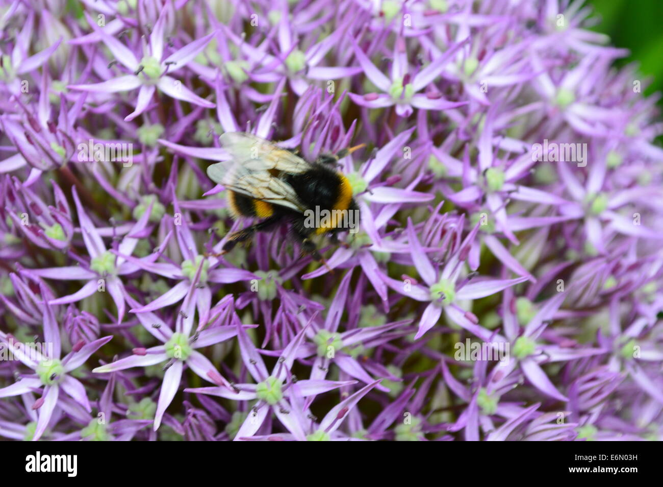 Feast for a king Stock Photo - Alamy