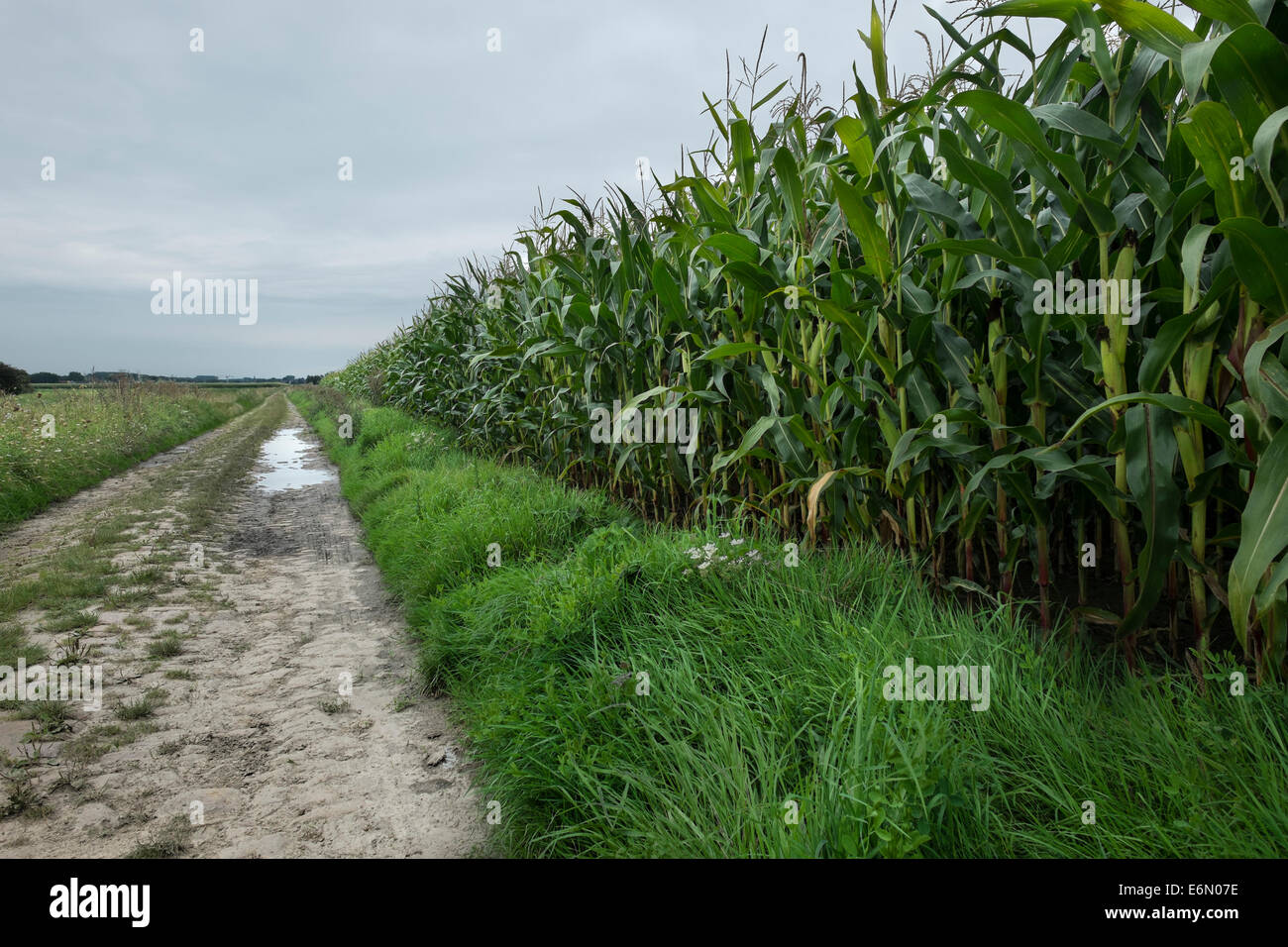 General view of corn close to reaching harvest time Stock Photo