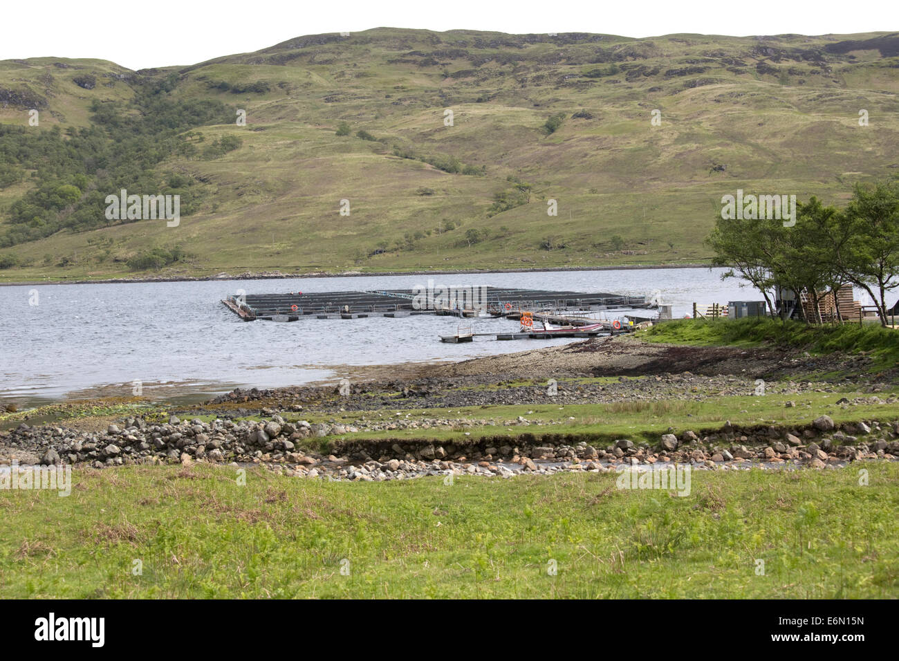 Salmon farm fish farming Isle of Mull Scotland Stock Photo