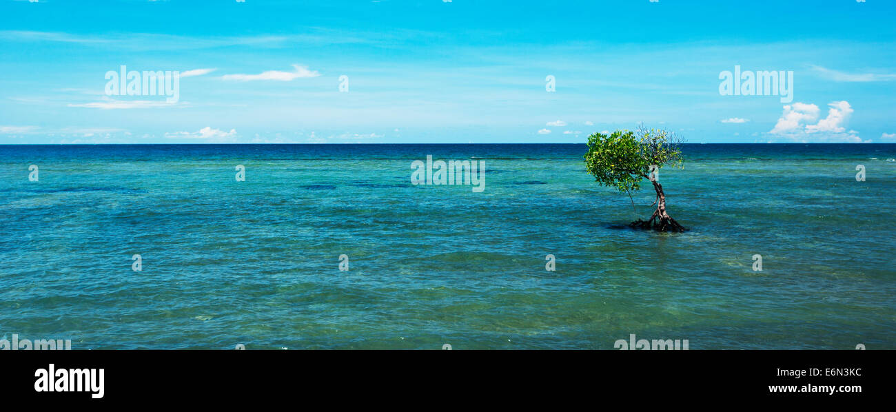 Tree standing alone in the  ocean. Stock Photo