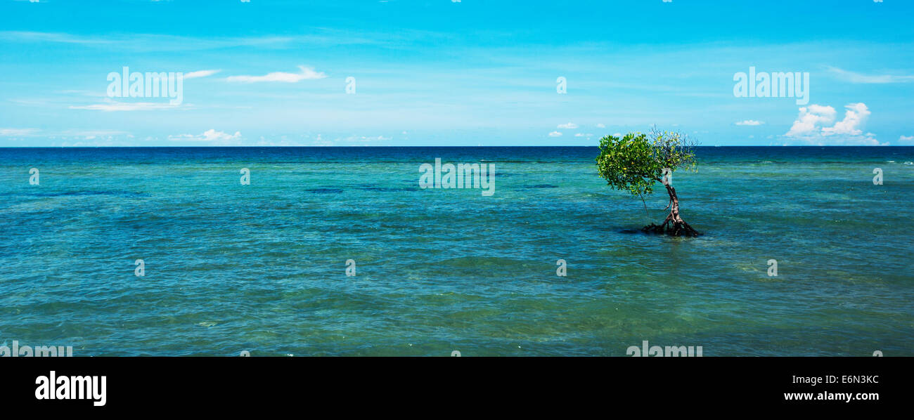 Umbrella tree standing hi-res stock photography and images - Alamy