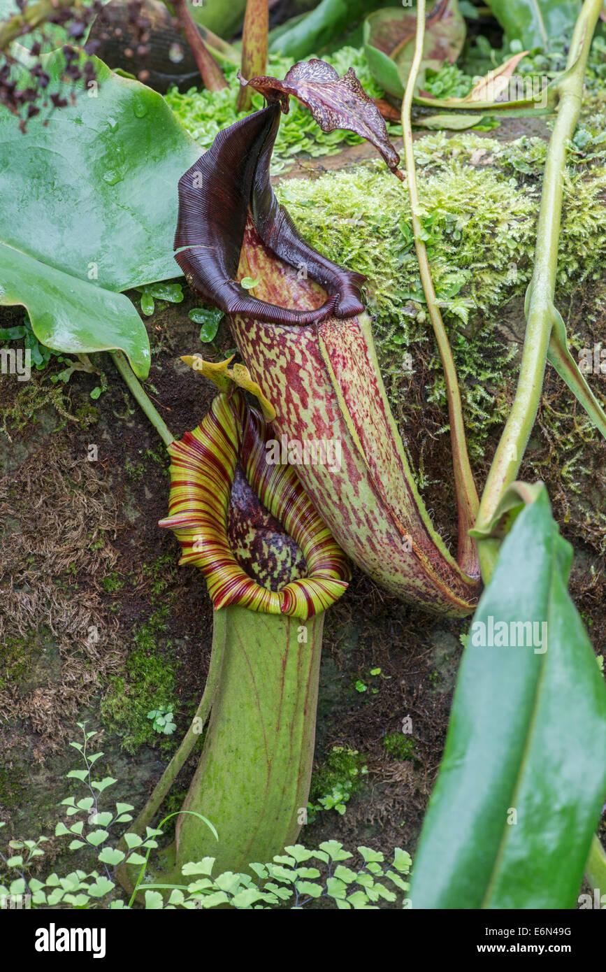Carnivorous Pitcher Plant: Nepenthes truncata. Stock Photo