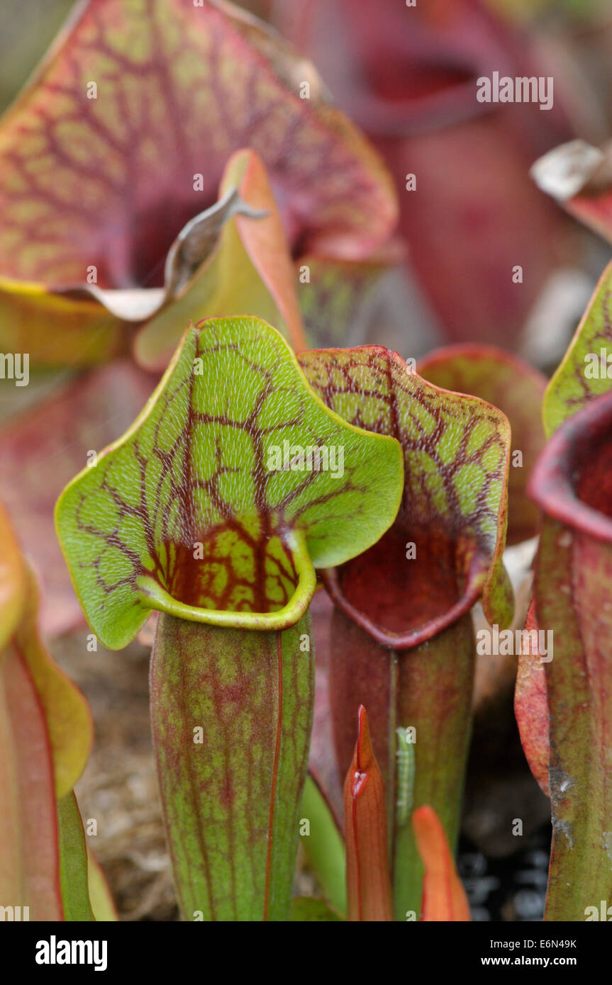 Carnivorous Pitcher Plant: Sarracenia purpurea Stock Photo