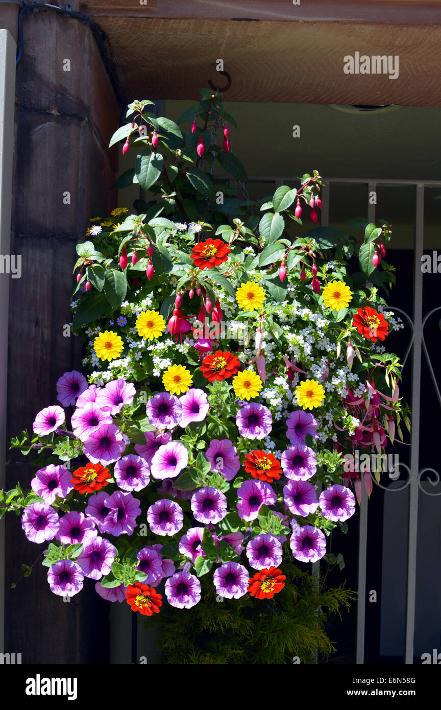 Petunia hanging basket fuchsia hi-res stock photography and images - Alamy