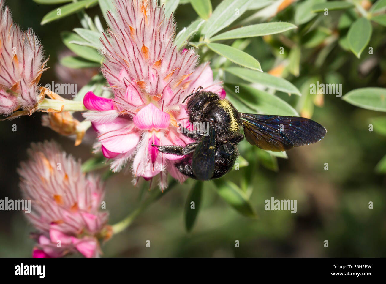 Blaue Holzbiene Xylocopa violacea violet carpenter bee Stock Photo