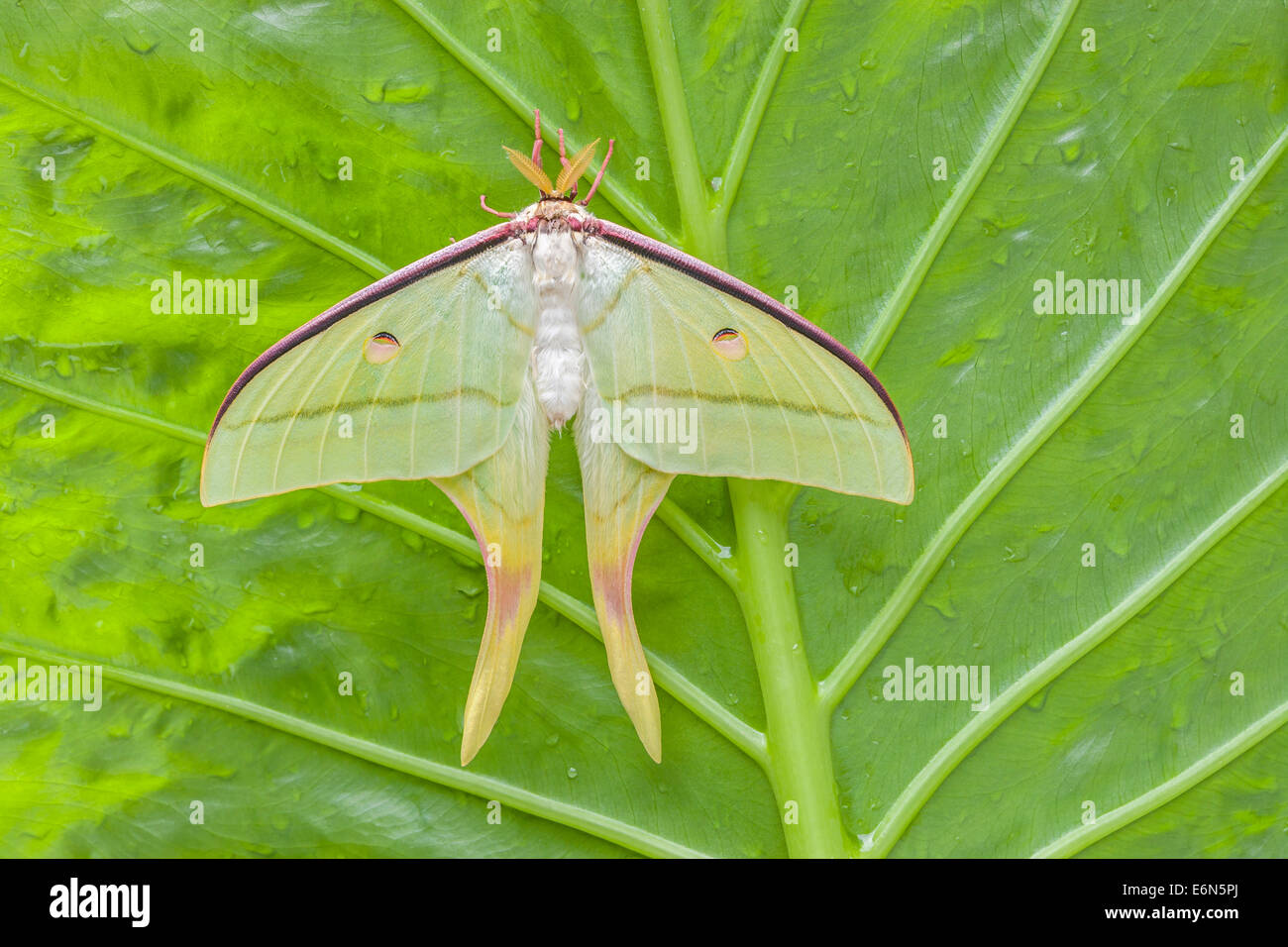Indian Moon Moth (Actias selene) Freshly hatched male. Found in India, Nepal, Ceylon, Borneo, and other islands in eastern Asia, Stock Photo