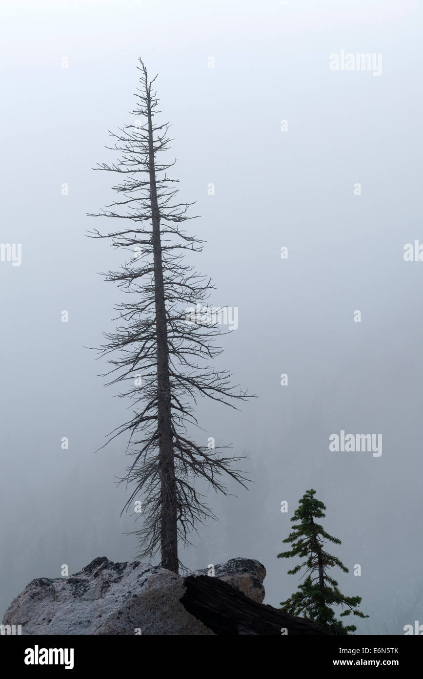 Dead and live trees on a foggy evening in Idaho's Sawtooth Mountains. Stock Photo