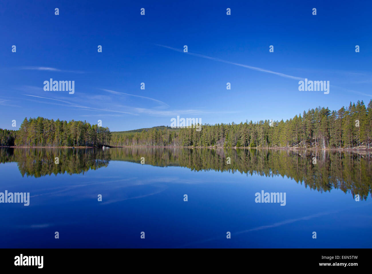 Forest with spruce trees along lake Gryssen in spring, Dalarna, Sweden, Scandinavia Stock Photo