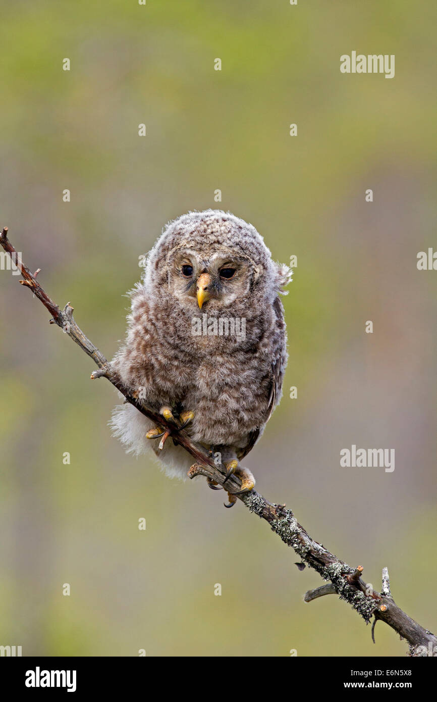 Ural owl (Strix uralensis) owlet perched in tree, Scandinavia Stock Photo