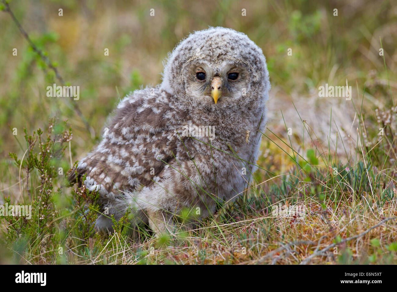 Ural owl (Strix uralensis) owlet in the taiga, Scandinavia Stock Photo