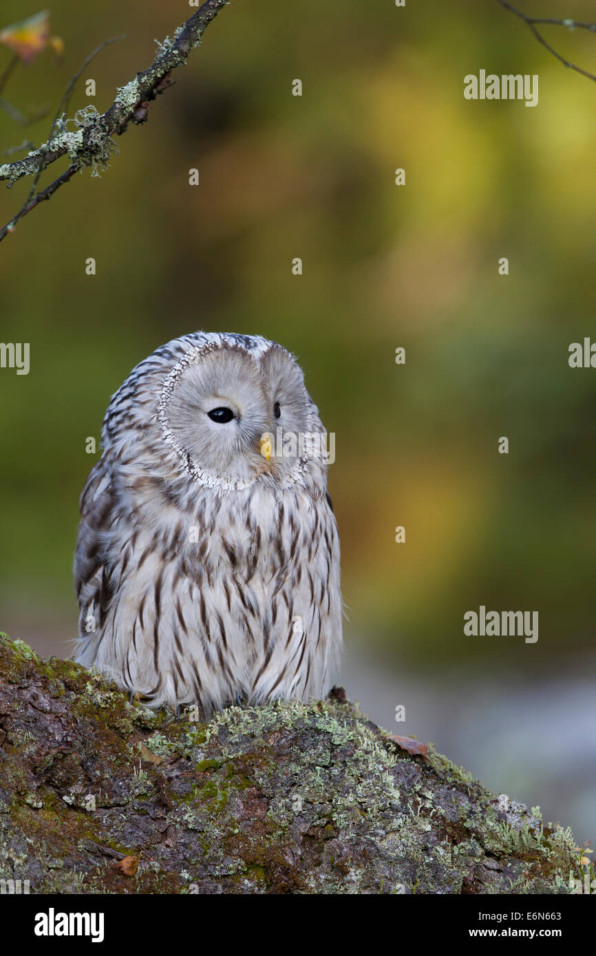 Habichtskauz Ural Owl  strix uralensis sitting Stock Photo
