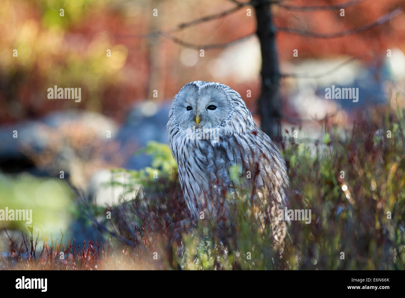 Habichtskauz Ural Owl  strix uralensis sitting Stock Photo