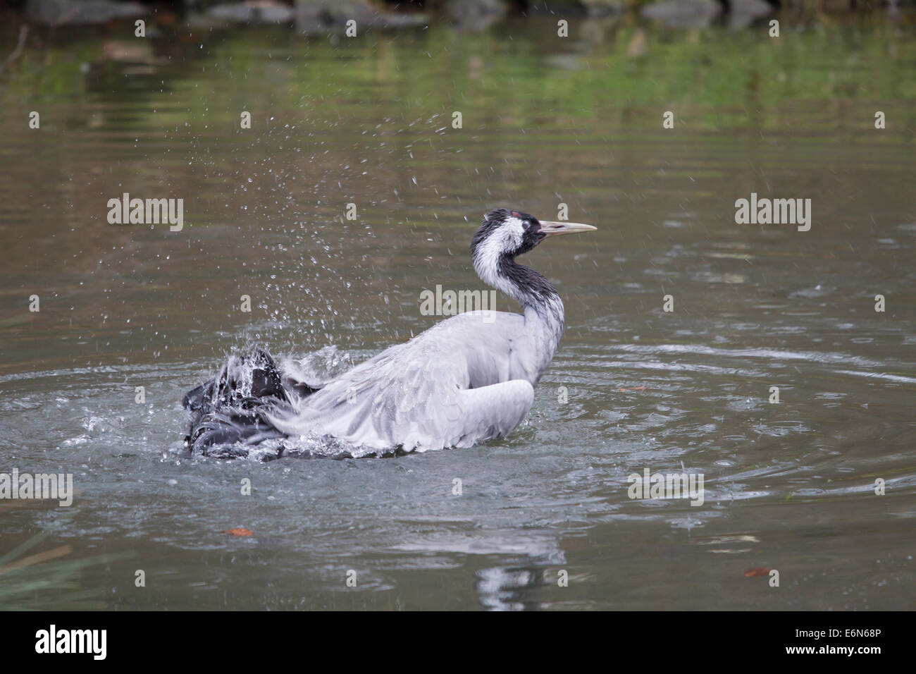 Common Crane Eurasian Crane Grus grus Kranich Stock Photo