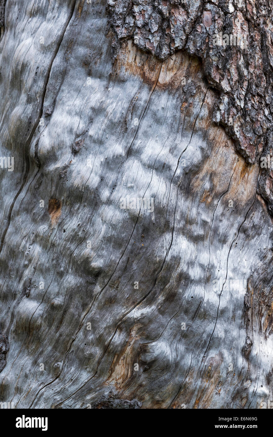 Weathered tree trunk in Idaho's Sawtooth Mountains. Stock Photo