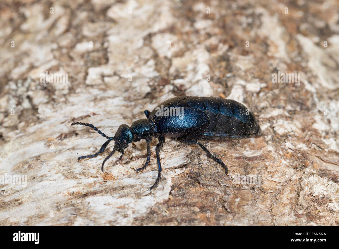 Blasenkaefer Blister beetles Maiwurm Meloidae Oelkaefer Pflasterkaefer Stock Photo