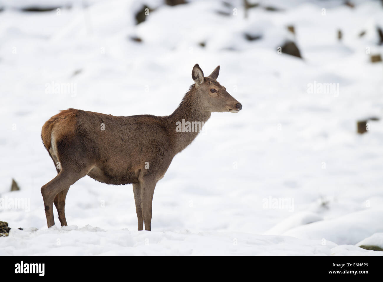 Artiodactyla Cervus elaphus Hirsch Rothirsch red deer Stock Photo