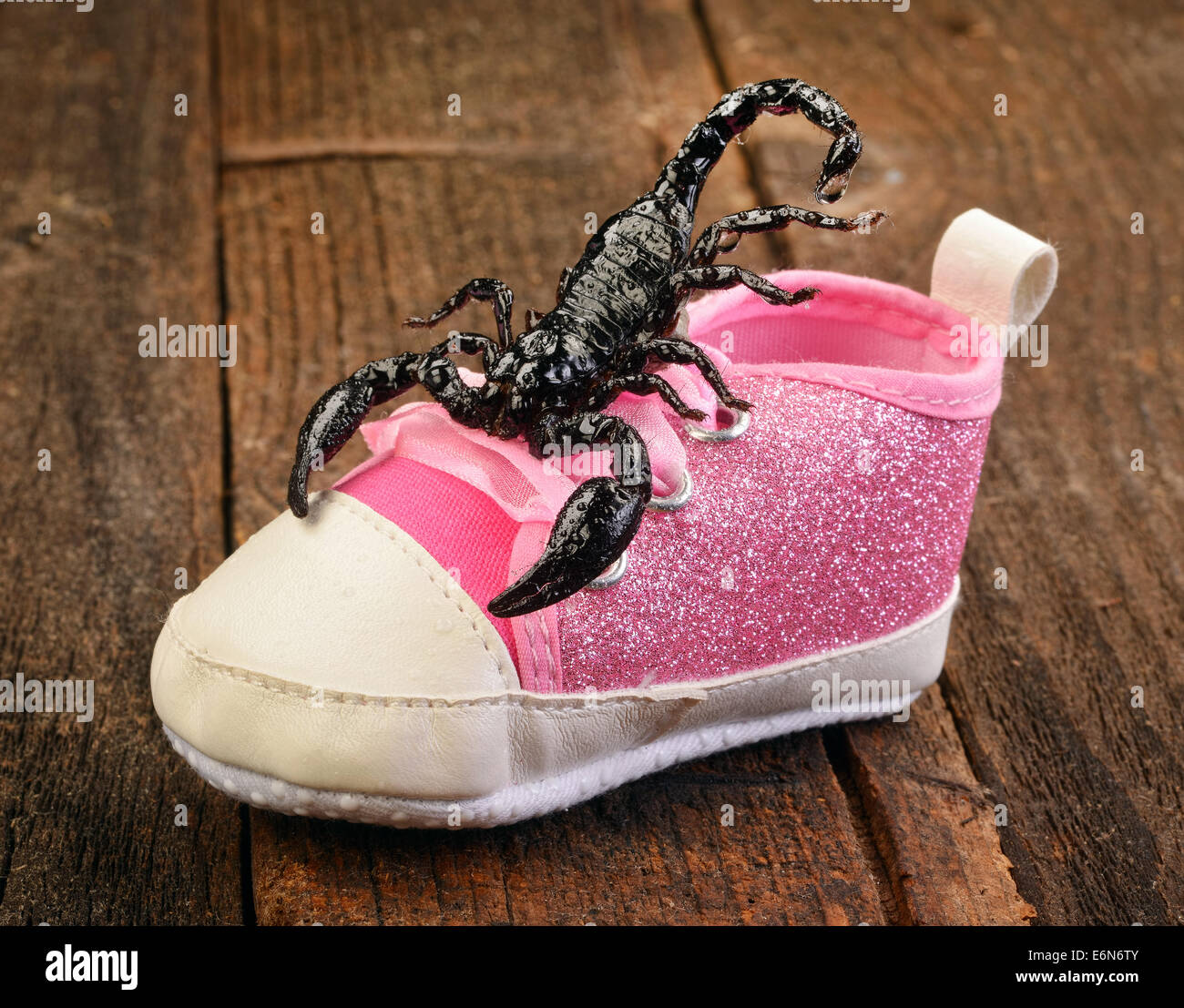 Scorpion shoes hi-res stock photography and images - Alamy