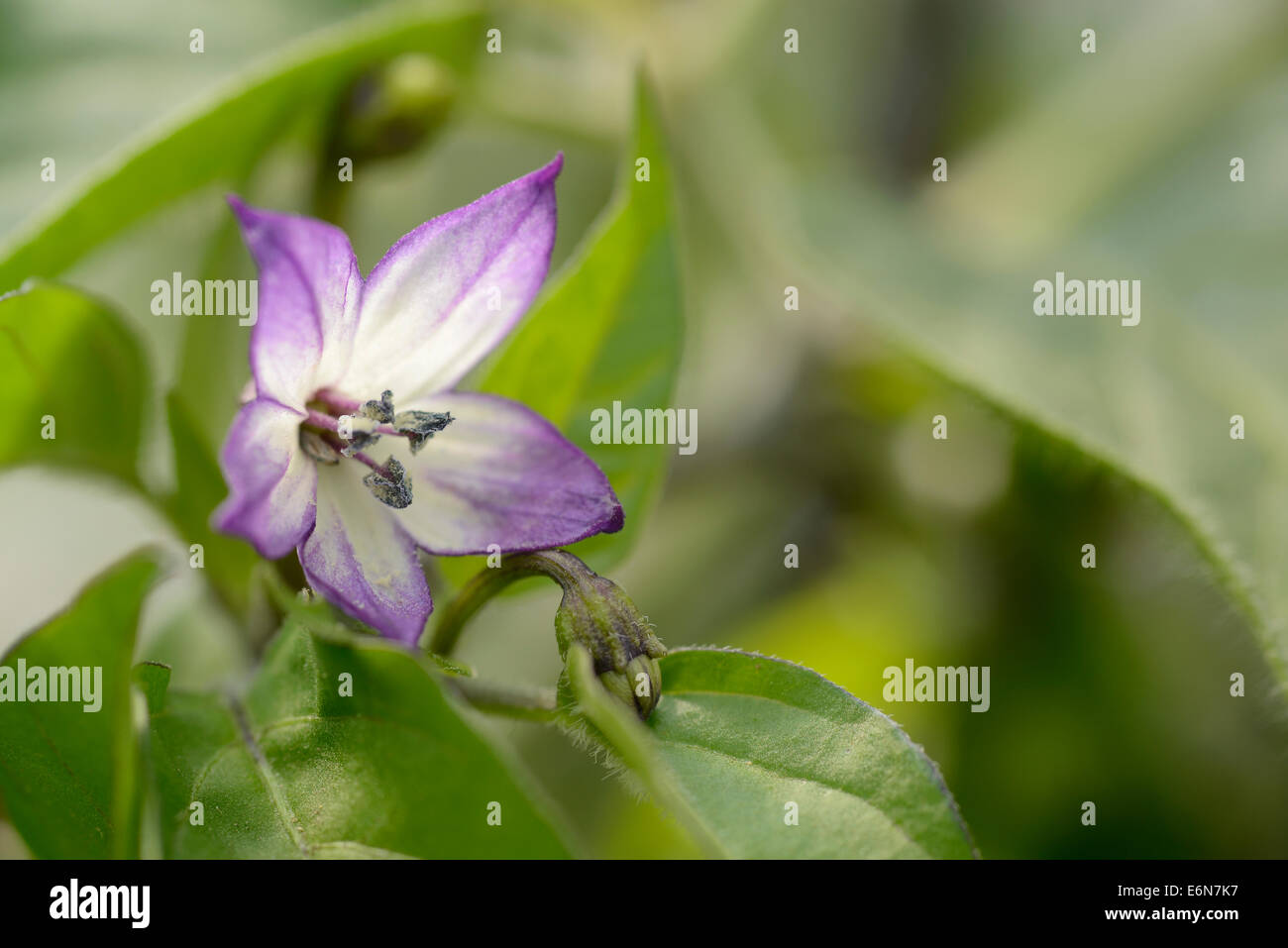 Purple cayenne flower Stock Photo Alamy