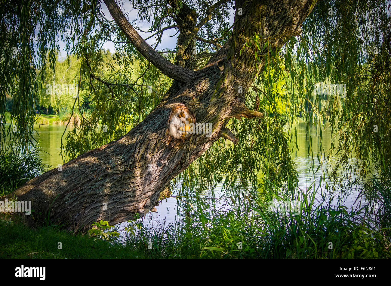 Weeping willow tree and water hires stock photography and images Alamy
