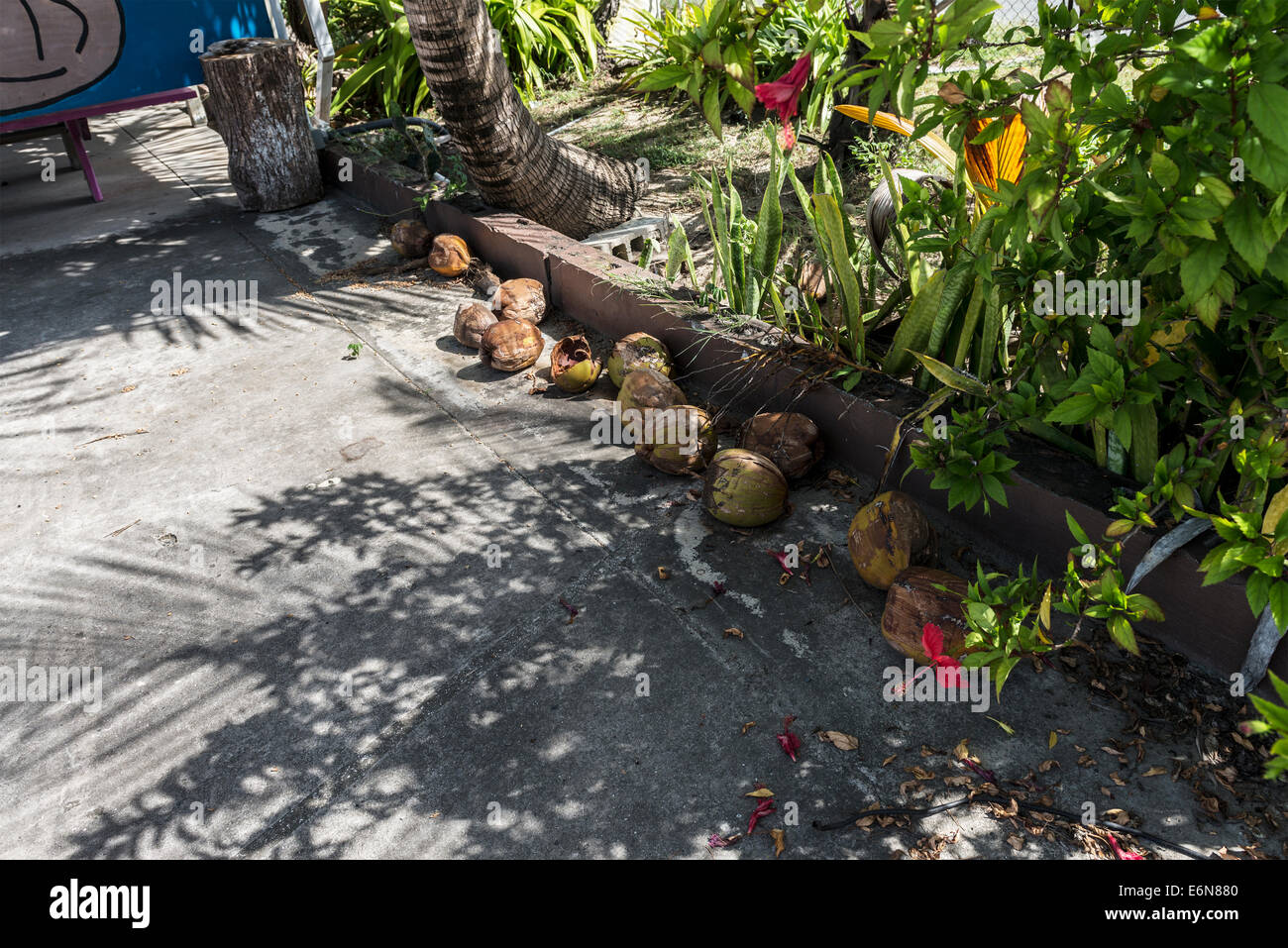 An approach walkway leading to a beachside restaurant called "Coconuts