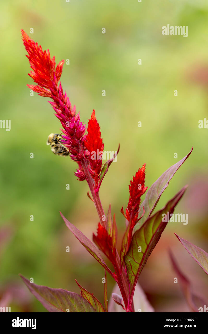 Celosia High Resolution Stock Photography And Images Alamy Celosia High Resolution Stock Photography And Images Alamy