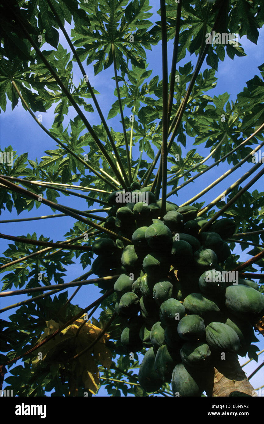 Terai Area High Resolution Stock Photography and Images Alamy