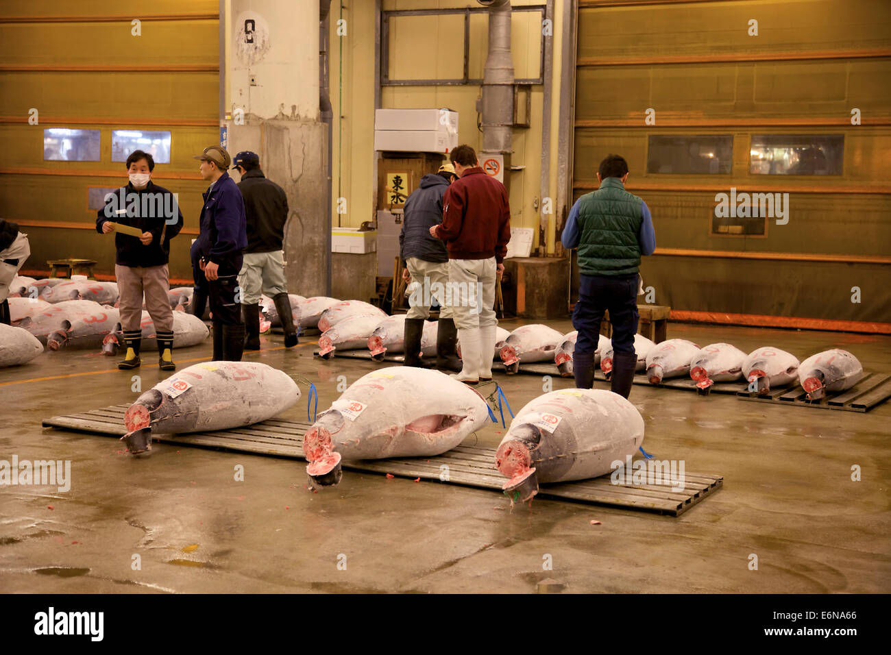 Tuna auction at Tsukiji fish market, Tokyo, Japan, Asia, the largest