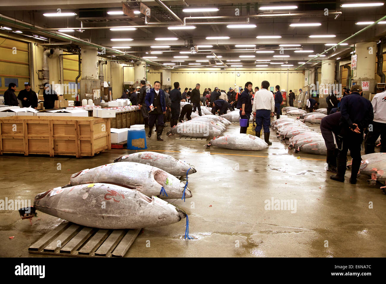 Tuna auction at Tsukiji fish market, Tokyo, Japan, Asia, the largest