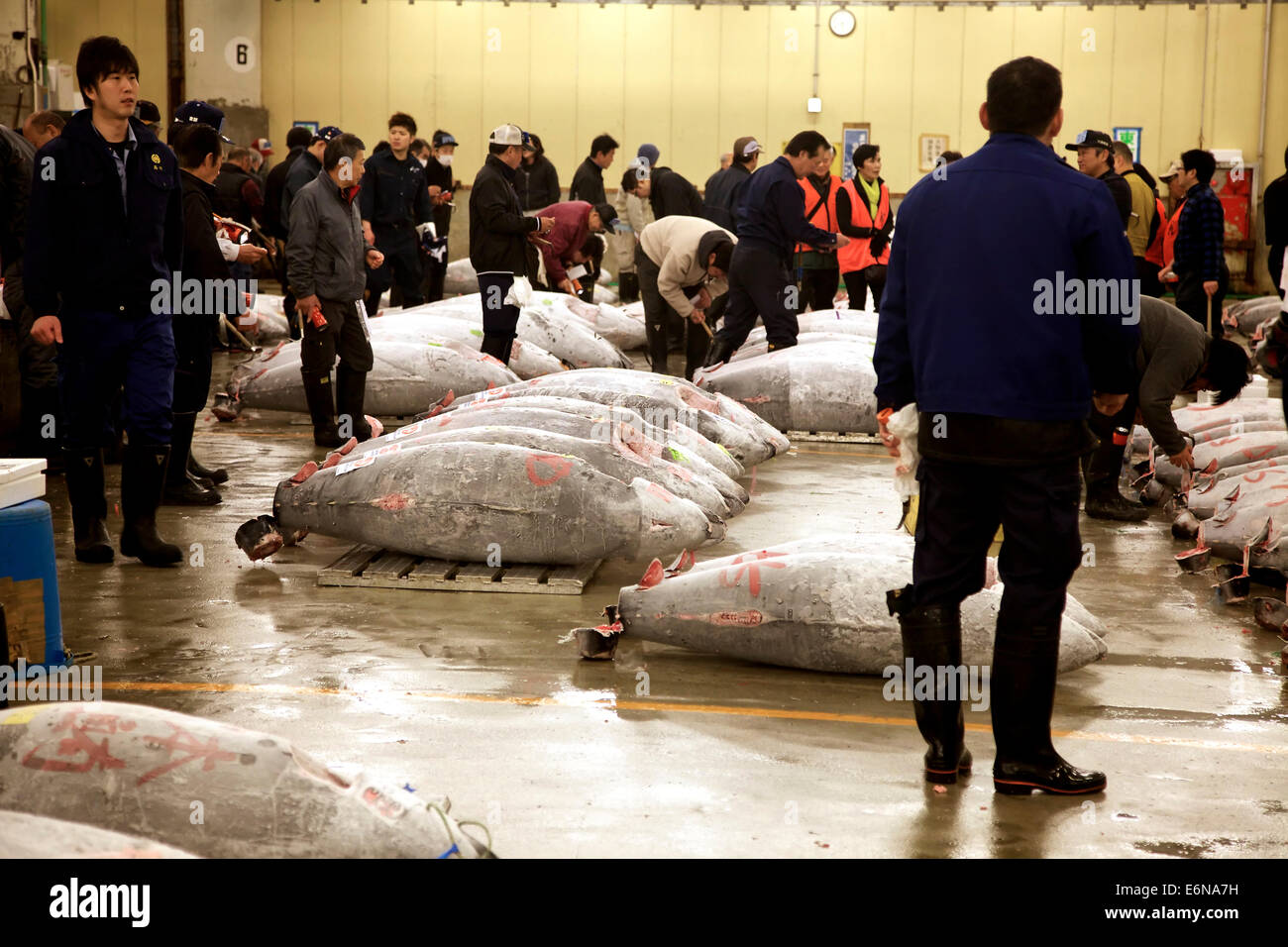 Tuna auction at Tsukiji fish market, Tokyo, Japan, Asia, the largest