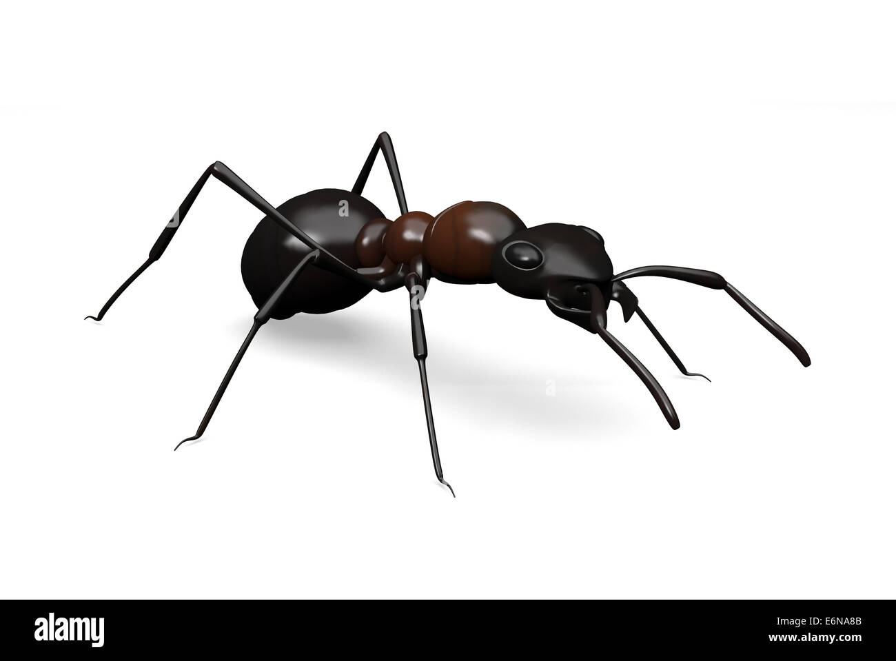 Common black ant Cut Out Stock Images & Pictures Alamy