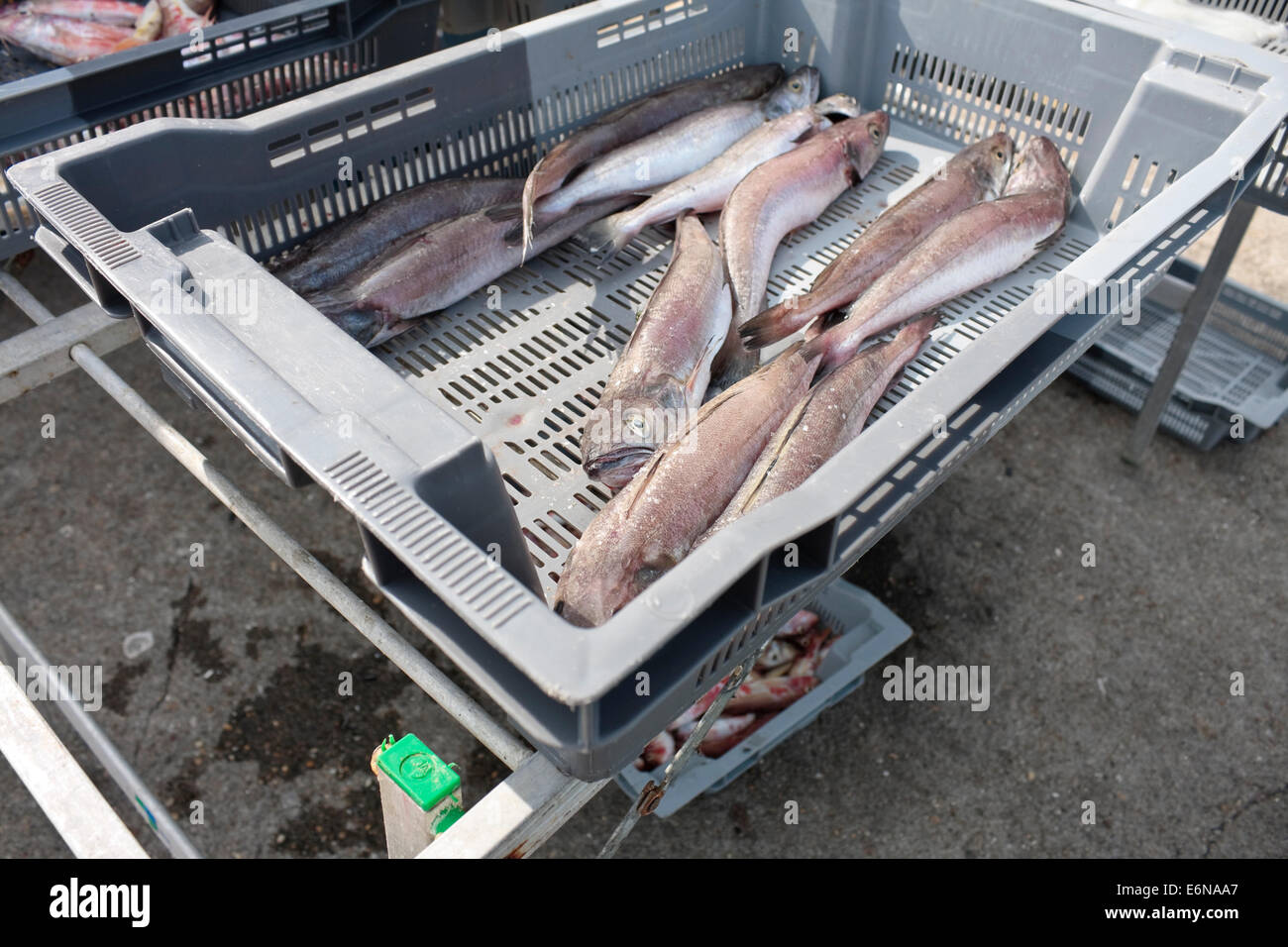 Fresh hake on display at French fish market Stock Photo