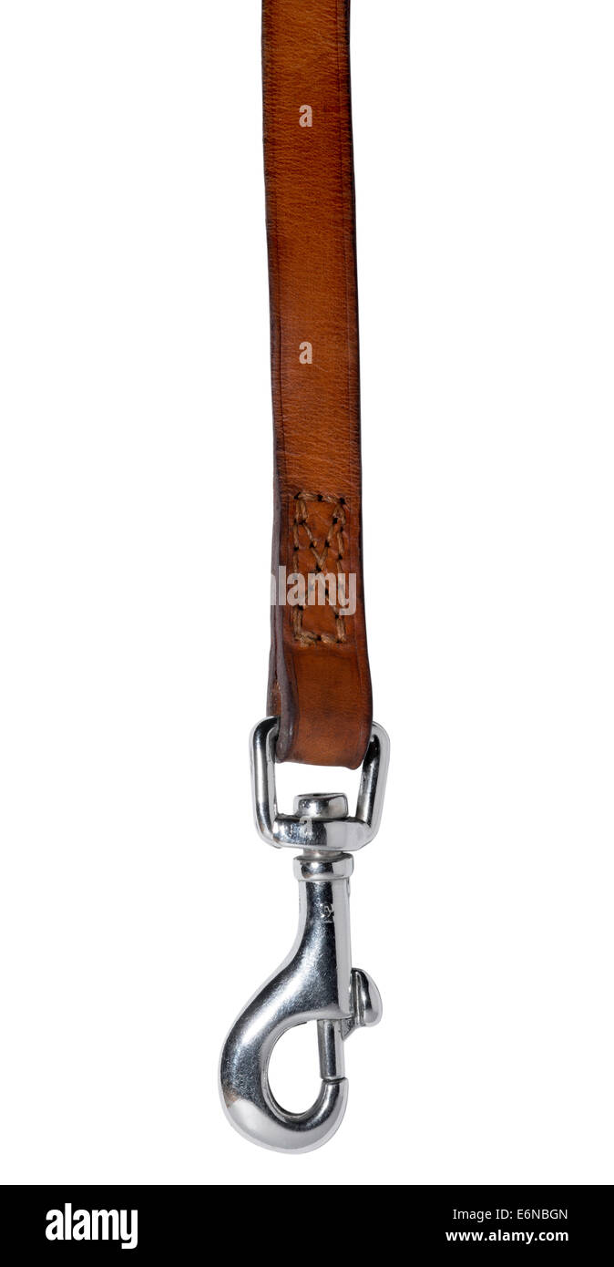 Tan leather dog lead with chrome clasp isolated against a white