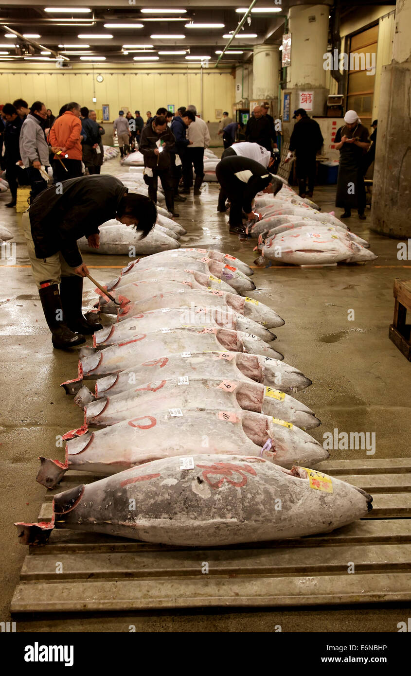 Tuna auction at Tsukiji fish market, Tokyo, Japan, Asia, the largest
