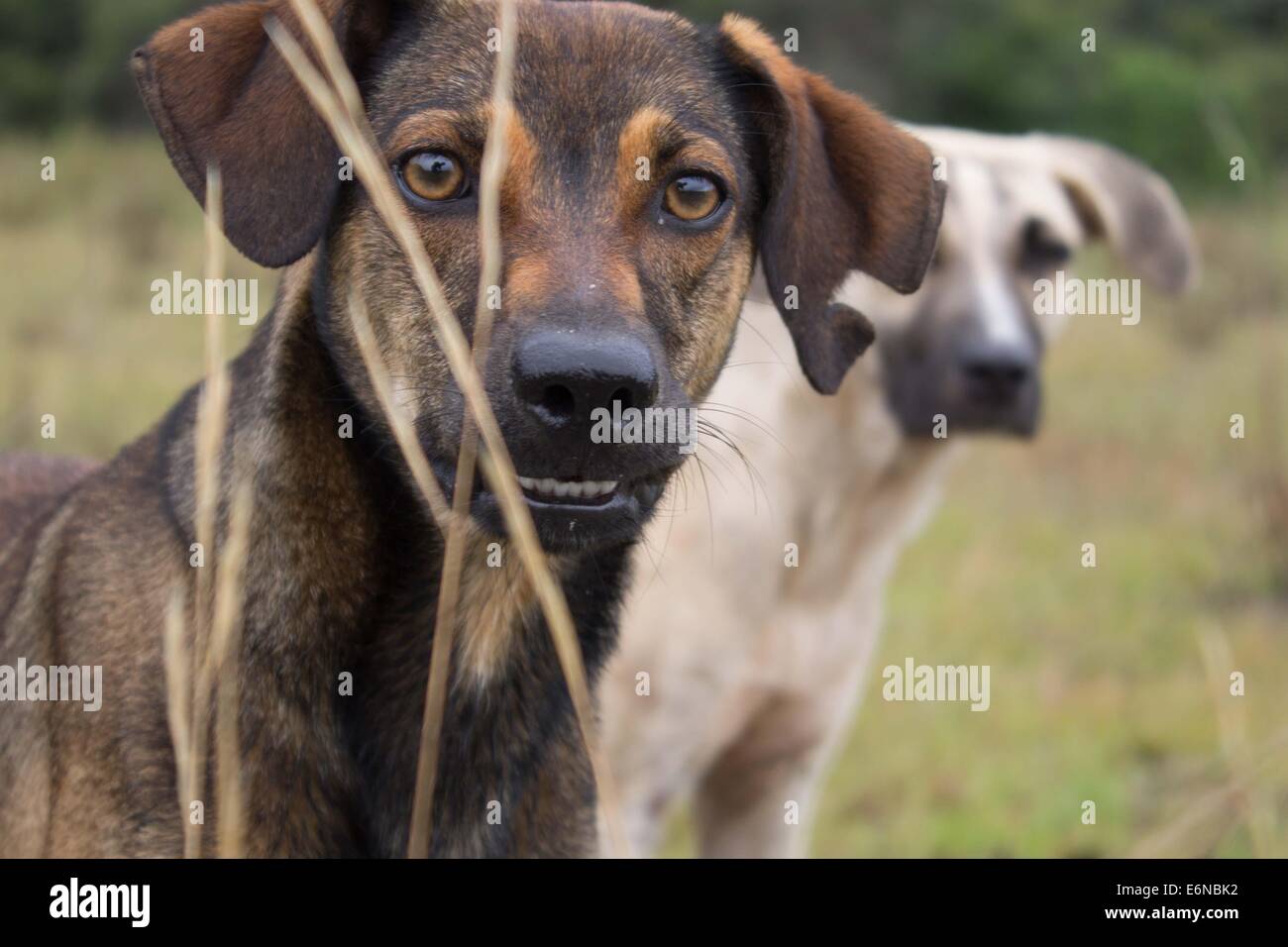 Two dogs in a field of grass Stock Photo - Alamy