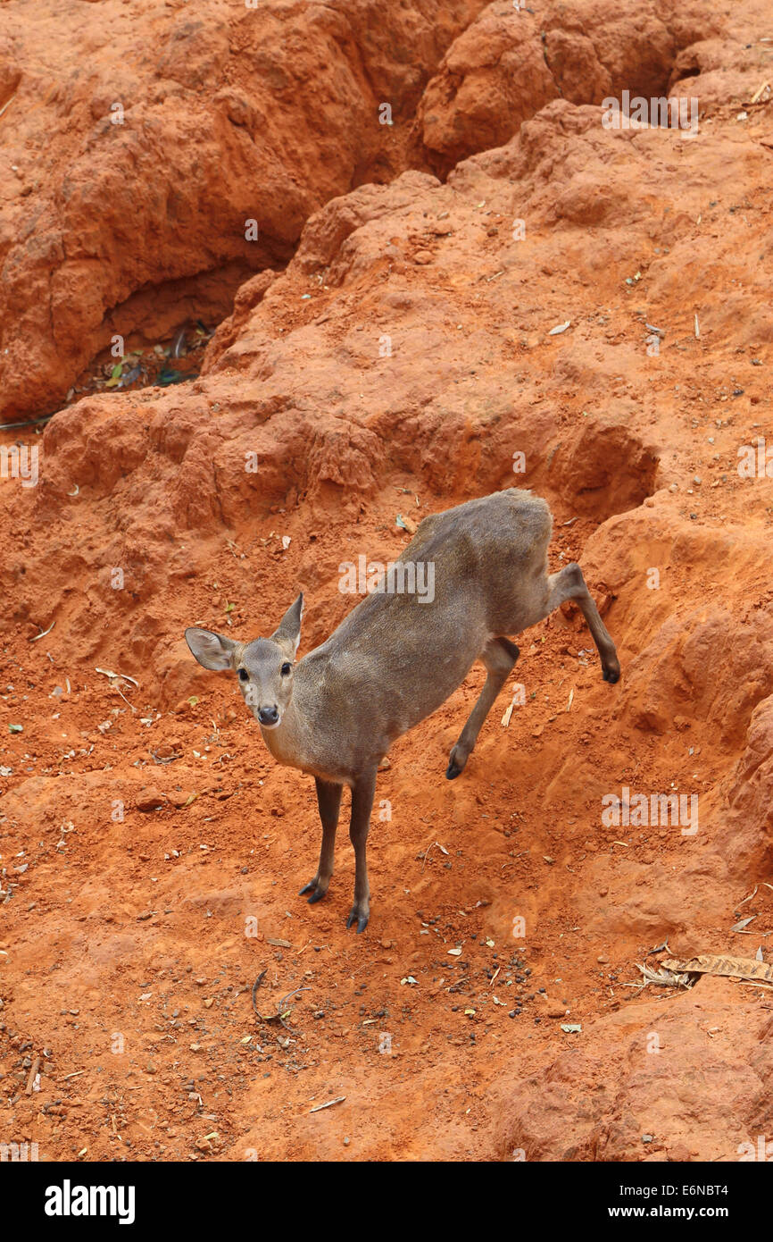 deer standing on the red dry soil Stock Photo Alamy