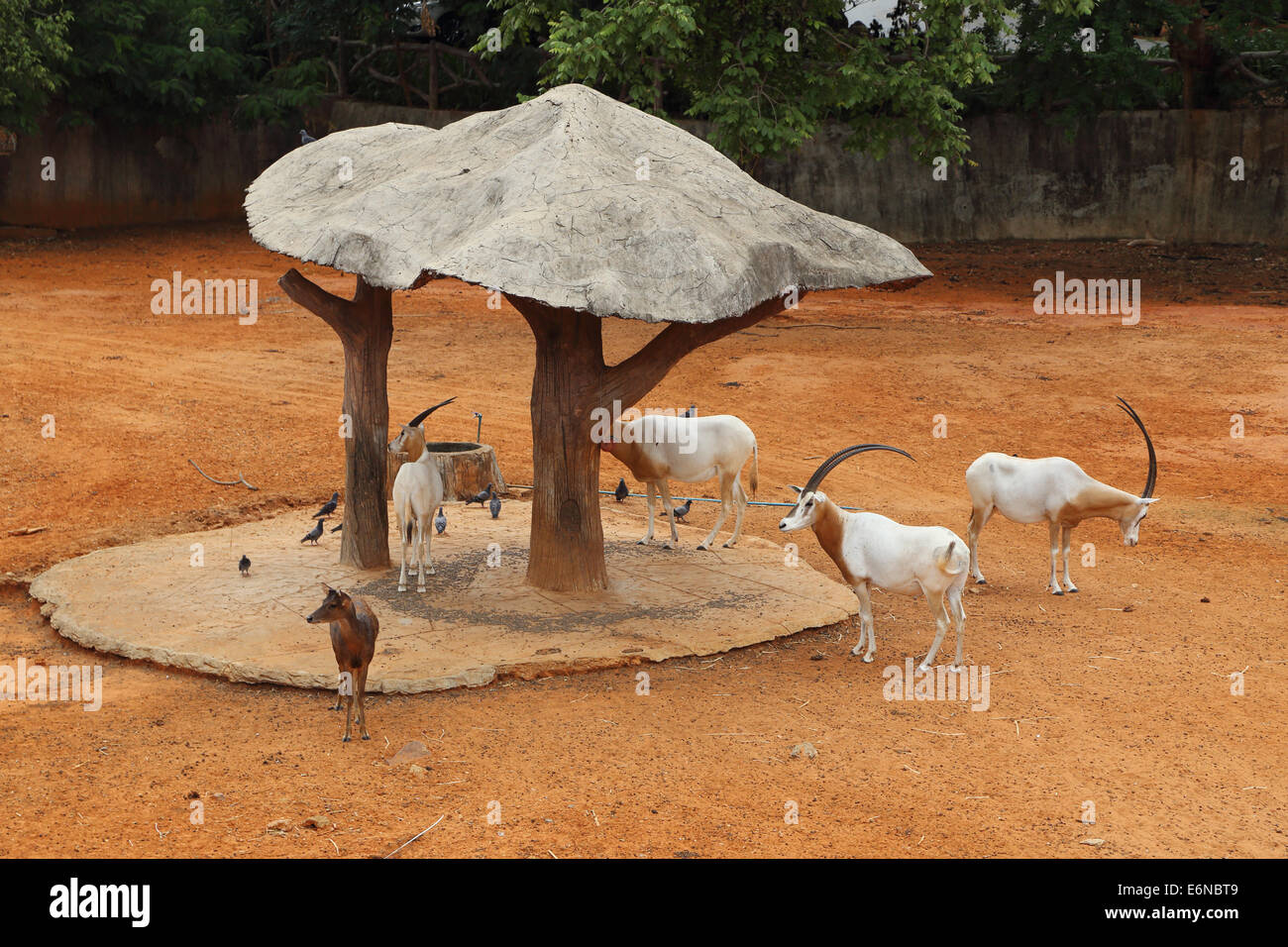Thomsons gazelle walking hi-res stock photography and images - Alamy
