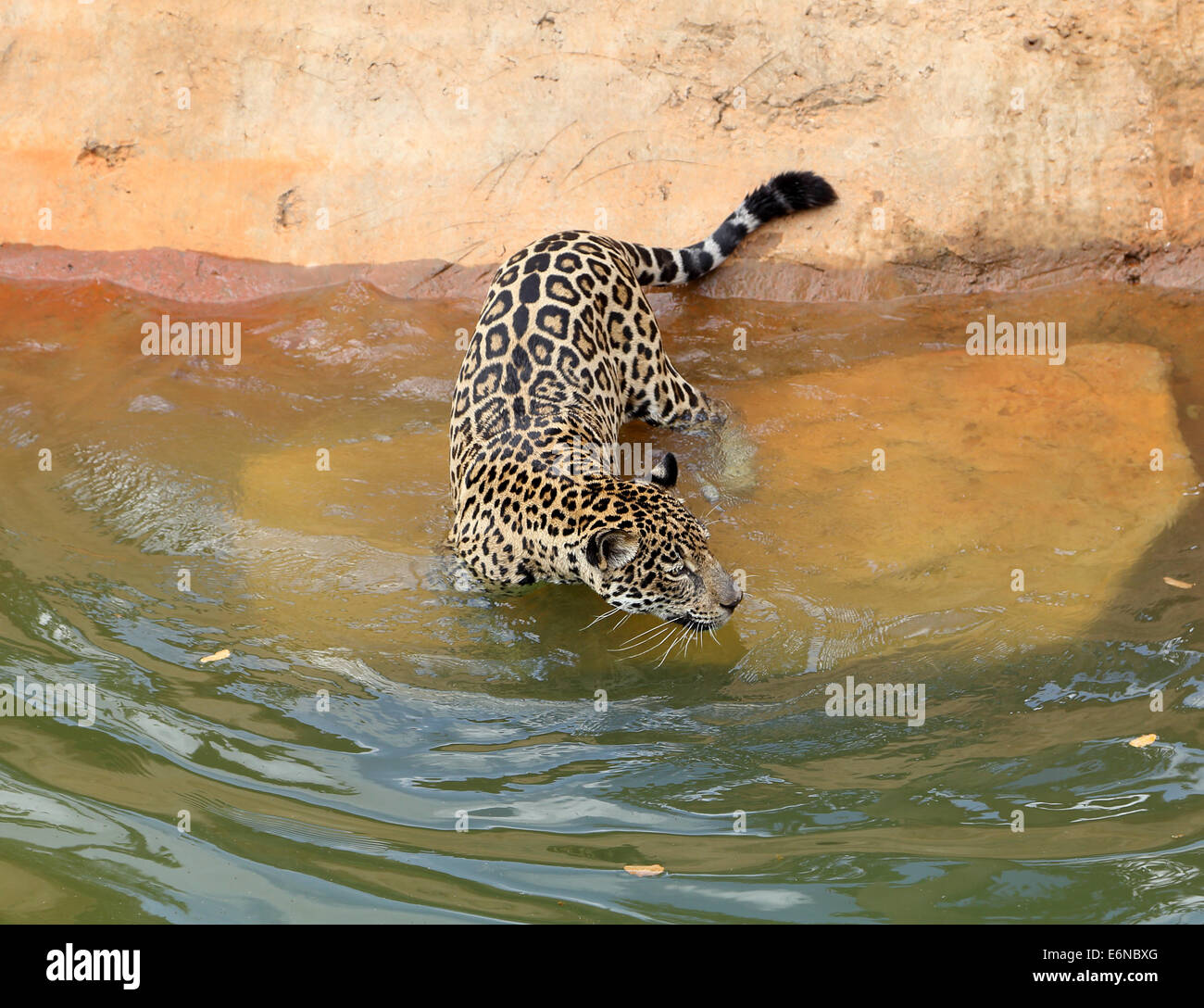 Jaguar: the 's amazing swimming cat